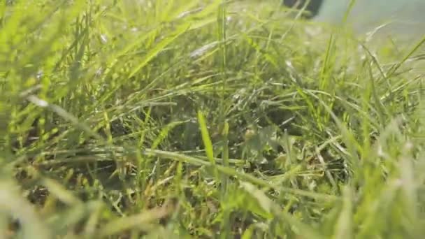 A câmera se move através da grama, grama verde close-up. movimento na grama close-up — Vídeo de Stock