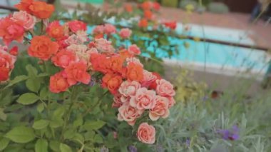 Güller kapanıyor. Güzel kırmızı gül tomurcukları. Çiçek açan gül çalısı