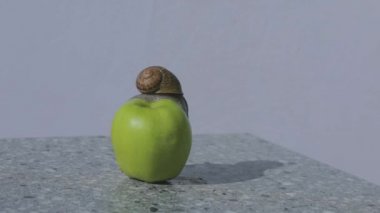 Elmalı sümüklü böcek. Bir salyangoz elmanın üzerinde sürünüyor. Yeşil elma üzerinde salyangoz