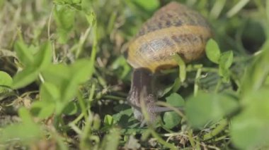 Bahçedeki salyangoz. Doğal ortamında salyangoz. Salyangoz çiftliği. Çimlerde salyangozlar. Büyüyen salyangozlar