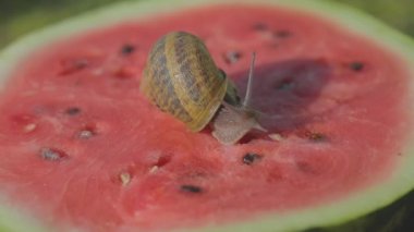 Karpuz kaplamalı salyangoz. Karpuz üzerinde salyangoz. Salyangozlar karpuz yiyor. Salyangozlar karpuz üzerinde sürünüyor..