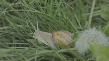 Çimlerde salyangoz. Helix Aspersa salyangozu çimlerin üzerinde. Çimenlerde güzel bir salyangoz