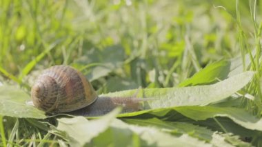 Bir salyangoz çimlerin üzerinde sürünüyor. Çimlerde salyangoz. Helix Aspersa salyangozu çimlerin üzerinde. Çimenlerde güzel bir salyangoz