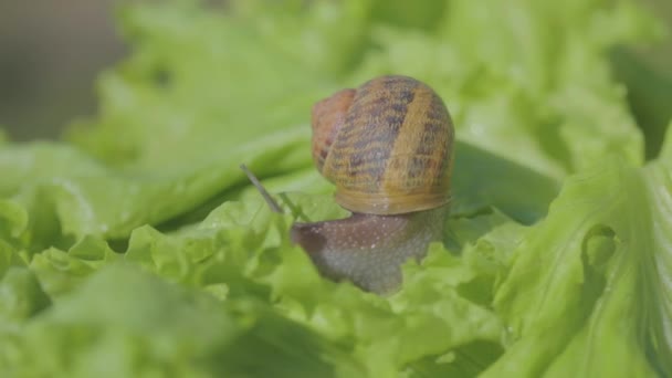 閉じるカタツムリ。緑の草の上のカタツムリのクローズアップ。カタツムリ農場。Helix Aspersa Maxima in vivo — ストック動画