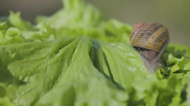 Caracol de perto. Caracóis na grama verde close-up. Fazenda de caracol. Helix Aspersa Maxima in vivo — Vídeo de Stock