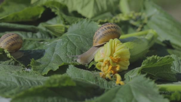 カタツムリ農場。野菜の骨髄のクローズアップにカタツムリ。庭でカタツムリ。自然の生息地でカタツムリ — ストック動画