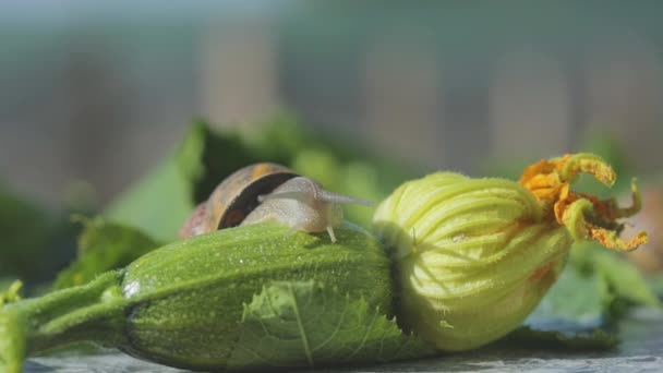 Σαλιγκάρι σε ένα φυτικό μυελό από κοντά. Σαλιγκάρι στον κήπο. Σαλιγκάρι σε φυσικό περιβάλλον. Καλλιέργεια σαλιγκαριών. — Αρχείο Βίντεο