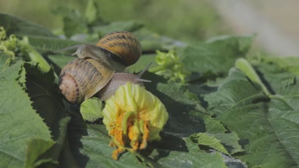 Granja de caracoles. Caracol en un primer plano de la médula vegetal. Caracol en el jardín. Caracol en hábitat natural — Vídeo de stock