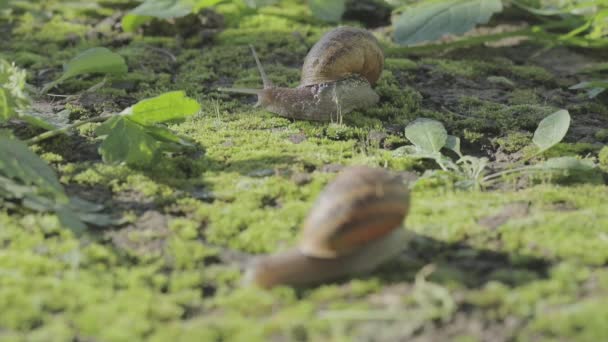 Caracol en el jardín. Caracol en hábitat natural. Granja de caracoles. Caracoles en la hierba. Caracoles en crecimiento — Vídeos de Stock