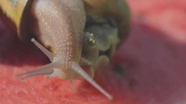 Caracol sobre una sandía. Los caracoles están comiendo sandía. Los caracoles se arrastran sobre una sandía. Caracol en un primer plano de sandía — Vídeo de stock