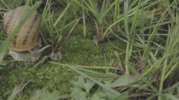 Ślimak z bliska. Ślimaki na zielonej trawie z bliska. Farma ślimaków. Helix Aspersa Maxima in vivo — Wideo stockowe