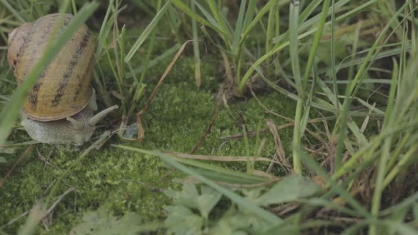 Zblízka šnek. Šneci na zelené trávě zblízka. Šnečí farma. Helix Aspersa Maxima in vivo — Stock video