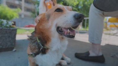Güzel Corgi yakın plan. Galli Corgi yakın plan. Corgi ev sahibesinin ayaklarının dibinde oturuyor..