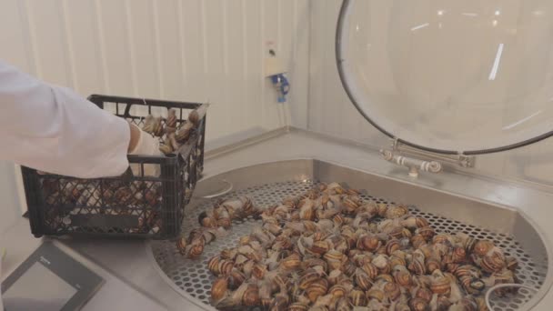 Extracción de mucina para cosmetología. Lavar caracoles antes de la extracción de mucina. Extracción de mucina en una granja de caracoles. — Vídeo de stock