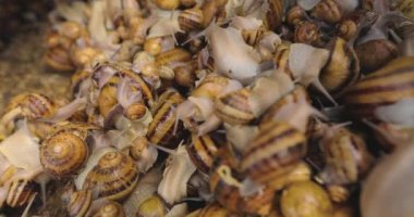 Salyangozlar yakın plan. Çiftlikteki salyangozlar. Yiyecek için endüstriyel salyangoz çiftliği