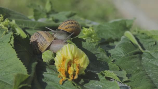 自然栖息地的蜗牛。蜗牛农场。在蔬菜骨髓上钉一个特写。在花园里钉死. — 图库视频影像