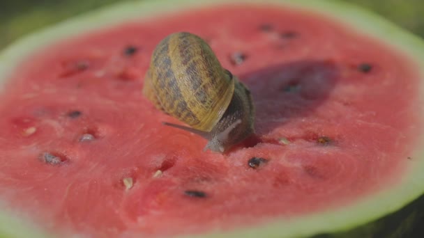 Schnecken fressen Wassermelonen. Schnecken krabbeln auf einer Wassermelone. Schnecke auf einer Wassermelone aus nächster Nähe Schnecke auf einer Wassermelone. — Stockvideo