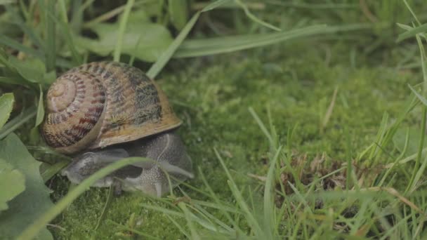 草の中にHelix Aspersaカタツムリのクローズアップ。草の中に美しいカタツムリのクローズアップ。草の中のカタツムリ. — ストック動画