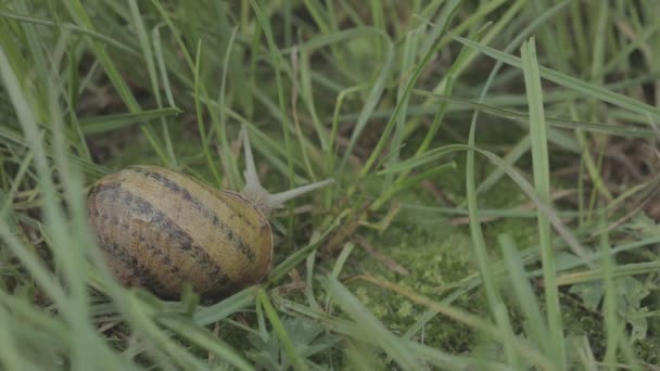 Šnek v trávě. Helix Aspersa šnek v trávě zblízka. Krásný slimák v trávě zblízka — Stock video