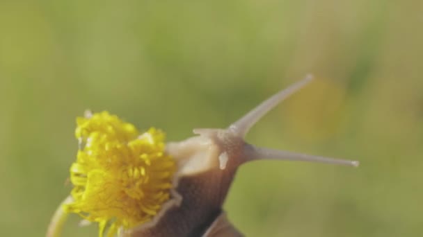 タンポポの草の中にカタツムリ。草の中にHelix Aspersaカタツムリのクローズアップ。草の中の美しいカタツムリのクローズアップ — ストック動画