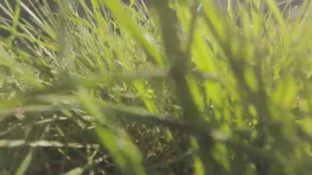 Движение в траве крупным планом. Камера движется по траве, зеленая трава крупным планом. — стоковое видео