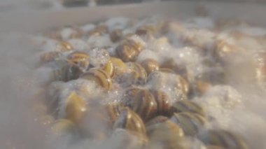 Sümük salyangozdan ayrıştırma işlemi. Salyangozlardan sümük özü