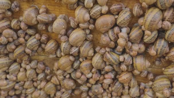 Fazenda de caracol. O processo de crescimento de caracóis. Há muitos caracóis na fazenda. Caracóis na fazenda close-up — Vídeo de Stock