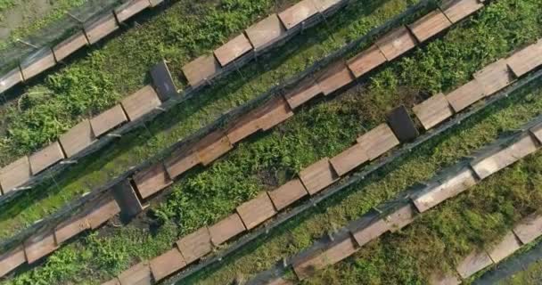 Survolez une ferme d'escargots. Escargot ferme vue aérienne. Escargot ferme vue du dessus. — Video