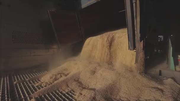 Viel Weizen im Lager. Weizen von einem LKW auf ein Silo entladen — Stockvideo