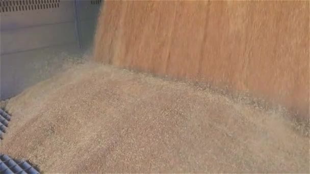 Nahaufnahme von fallendem Weizen, der Weizen in ein Silo lädt — Stockvideo