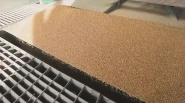 Buğday hasadı. Bir kamyondan depoya buğday dökmek. Buğdayın yavaş çekim çerçevesi yakın plan düşüşü