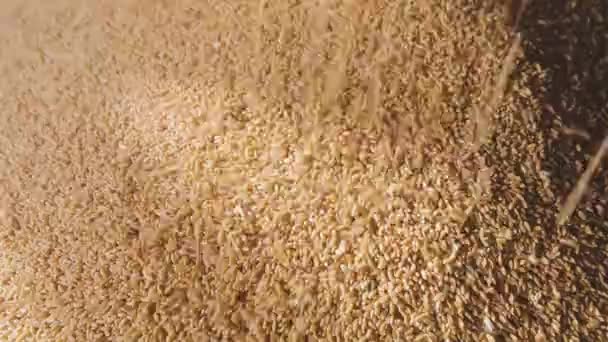 Sklizeň pšenice. Nalít pšenici z náklaďáku do skladu. Zpomalený snímek pšeničného pádu zblízka — Stock video