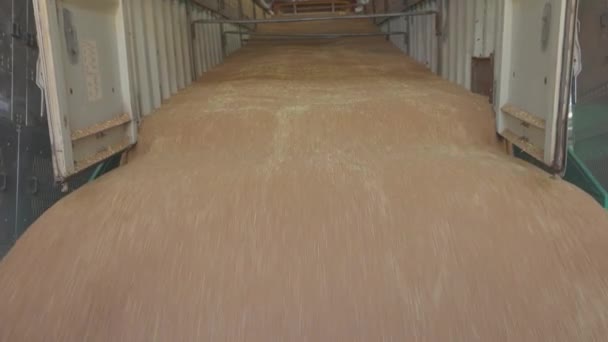 小麦的仓库。把小麦装上谷物升降机 — 图库视频影像