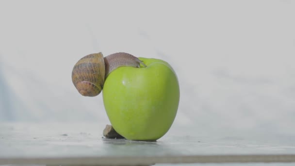 Un caracol se arrastra sobre una manzana. Caracol en una manzana verde. Caracol en un primer plano de manzana. — Vídeos de Stock