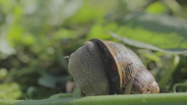 Bir salyangoz yakın plan kabuktan çıkar. Çimlerde salyangoz var. Yakın plan. — Stok video