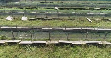 Salyangoz çiftliğinin üzerinden uçuyor. Dışarıda salyangoz yetiştiriyorlar. Endüstriyel salyangoz çiftliği