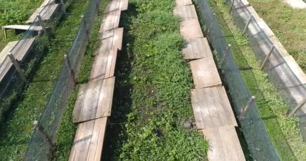 Salyangoz yetiştirme sıralarının üzerinden uçuyorlar. Çiftlikte salyangoz yetiştiriyorum. Salyangoz çiftliği üst görünümü — Stok video
