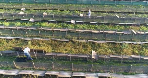 La gente trabaja en una granja de caracoles. flujo de trabajo agrícola. Creciendo caracoles vista superior. flujo de trabajo en una granja de caracoles — Vídeo de stock