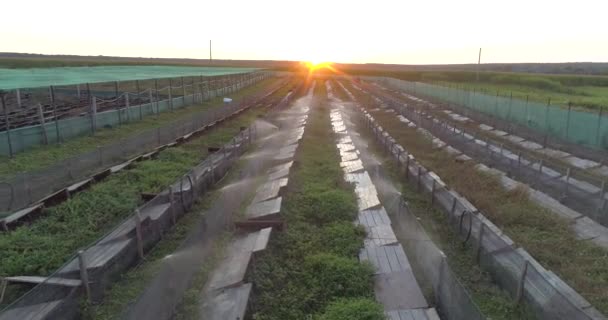 Proceso de riego en una granja de caracoles desde el aire. Riego de caracoles con agua en la granja desde arriba. Crear un microclima para los caracoles — Vídeos de Stock