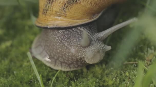 Helix Aspersa 달팽이가 풀을 클로즈업하고 있습니다. 풀잎을 클로즈업 한 아름다운 달팽이입니다. 풀 속의 못. — 비디오