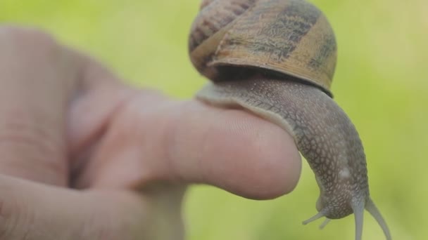 Een slak op een mensenhand. Slak kruipend op de hand. Een slak op een hand close-up. — Stockvideo