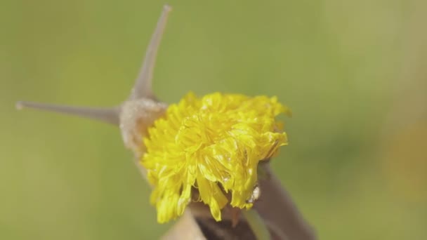 タンポポの草の中にカタツムリ。草の中にHelix Aspersaカタツムリのクローズアップ。草の中の美しいカタツムリのクローズアップ — ストック動画