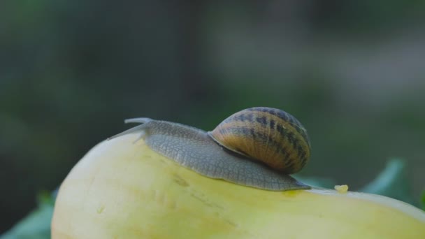 Snigel i trädgården. Snigelodling. Snigel på en grönsaksmärg närbild. Snigel i naturlig livsmiljö. — Stockvideo