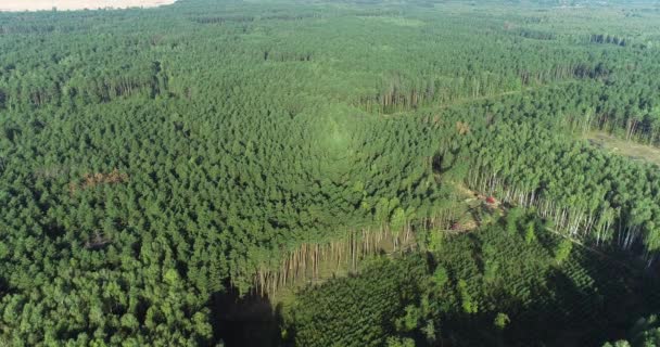 Ontbossing op industriële schaal, houtkap vanuit de lucht, ontbossing met speciale uitrusting, ontbossing van het oude dennenbos — Stockvideo