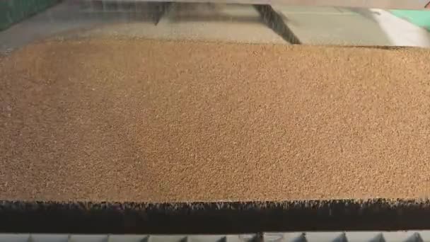 Сбор пшеницы. Выливать пшеницу из грузовика на склад. Медленное движение пшеницы падает крупным планом — стоковое видео