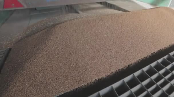 Harvesting wheat. Pouring wheat from a truck to a warehouse. Slow motion frame of a wheat fall close-up — Stock Video