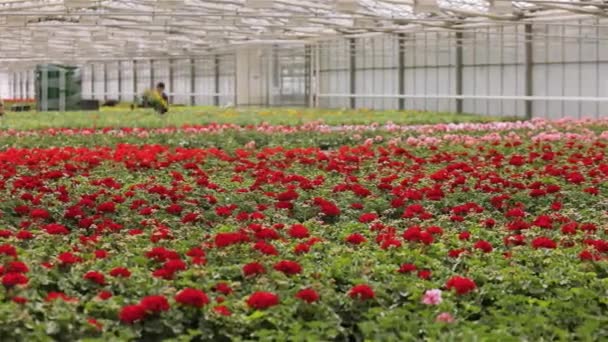 La gente trabaja con flores en un invernadero, la gente cuida de las flores en un gran invernadero moderno. Cultivando flores en un gran invernadero moderno — Vídeo de stock