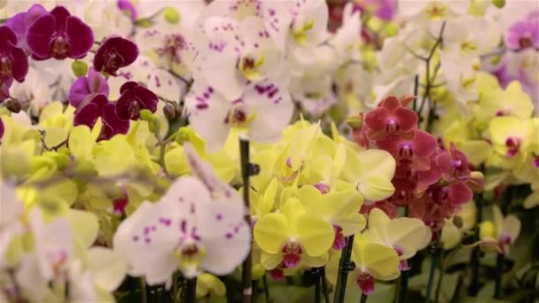 Panorama kwitnącej orchidei. Kwitnąca panorama orchidei. Orchidea kwiat zbliżenie, piękna orchidea zbliżenie — Wideo stockowe