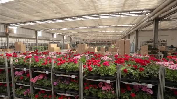 花が咲く大きな倉庫のパノラマ、大きな近代的な温室の倉庫でのワークフロー. — ストック動画