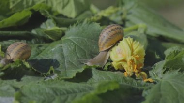 Salyangoz çiftliği. Sebze iliğine yakın plan salyangoz. Bahçedeki salyangoz. Doğal ortamında salyangoz